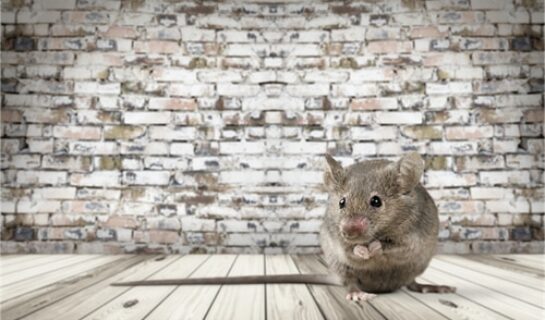 ratte in hotelzimmer Ratte im Hotelzimmer kein Reisemangel